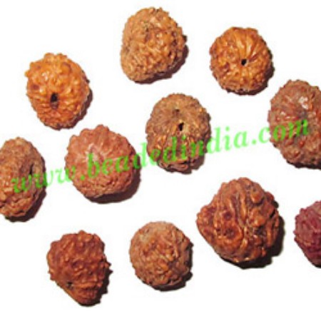 Picture for category rudraksha beads loose