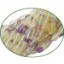 Picture of Fine Quality Fluorite Multi Faceted Tear Drill Drops, size: 10mm to 13mm